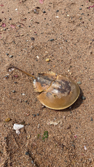 Limulus polyphemus