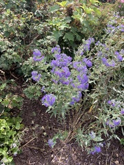 Caryopteris × clandonensis