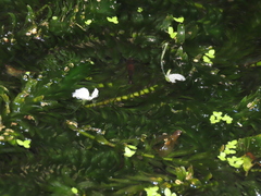 Egeria densa