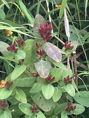 Hypericum virginicum