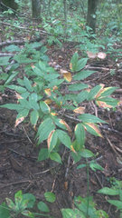 Prosartes lanuginosa