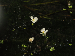 Egeria densa