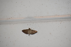 Pilocrocis ramentalis