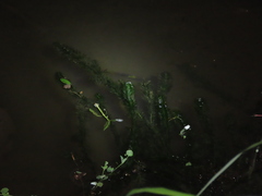 Egeria densa