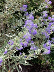 Caryopteris × clandonensis