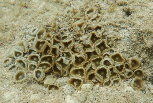 Brown Colonial Anemone