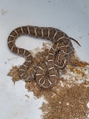 Pantherophis emoryi