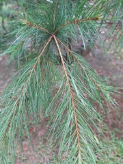 Pinus taiwanensis