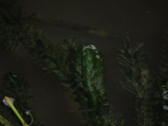 Egeria densa