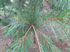 Pinus taiwanensis