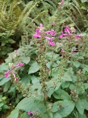 Stachys chamissonis