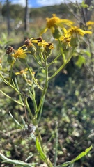 Senecio grisebachii