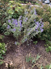 Caryopteris × clandonensis