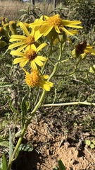 Senecio grisebachii