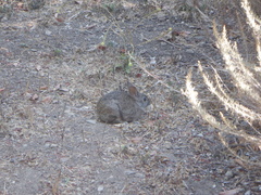 Sylvilagus bachmani