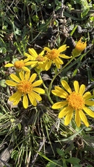 Senecio grisebachii