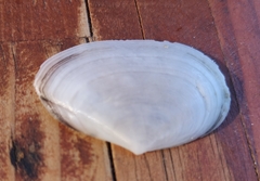 Tellinidae