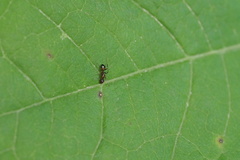 Camponotus subbarbatus