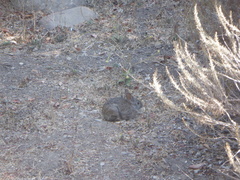 Sylvilagus bachmani