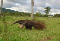 Myrmecophaga tridactyla