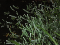 Myriophyllum aquaticum
