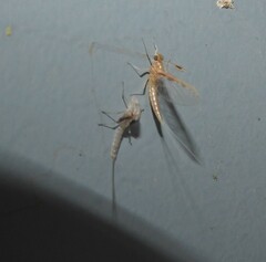 Callibaetis pictus