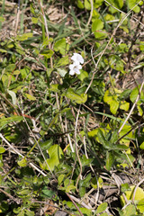 Asystasia intrusa