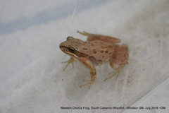 Pseudacris triseriata