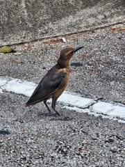 Quiscalus major westoni