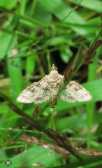 Sameodes