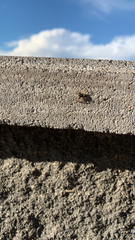 Menemerus semilimbatus