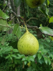 Pyrus communis