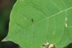 Camponotus subbarbatus