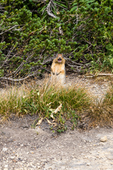 Urocitellus columbianus