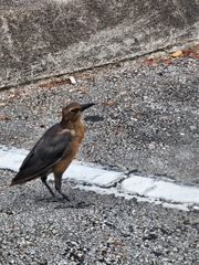 Quiscalus major westoni