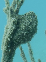 Pteria colymbus