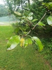 Pyrus communis
