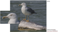 Larus fuscus barabensis