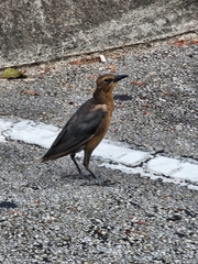 Quiscalus major westoni