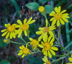 Senecio grisebachii