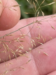 Agrostis capillaris