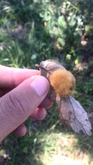 Striatoandricus georgei