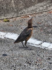 Quiscalus major westoni