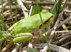 Hyla japonica