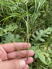 Agrostis capillaris