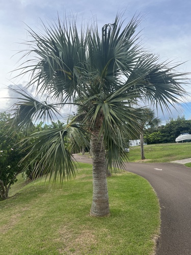 Bermuda Palmetto (Sabal bermudana)