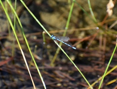 Argia agrioides