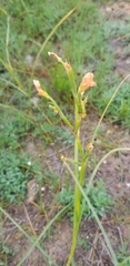 Moraea miniata