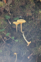 Gloioxanthomyces