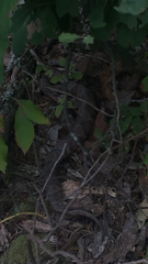 Agkistrodon contortrix